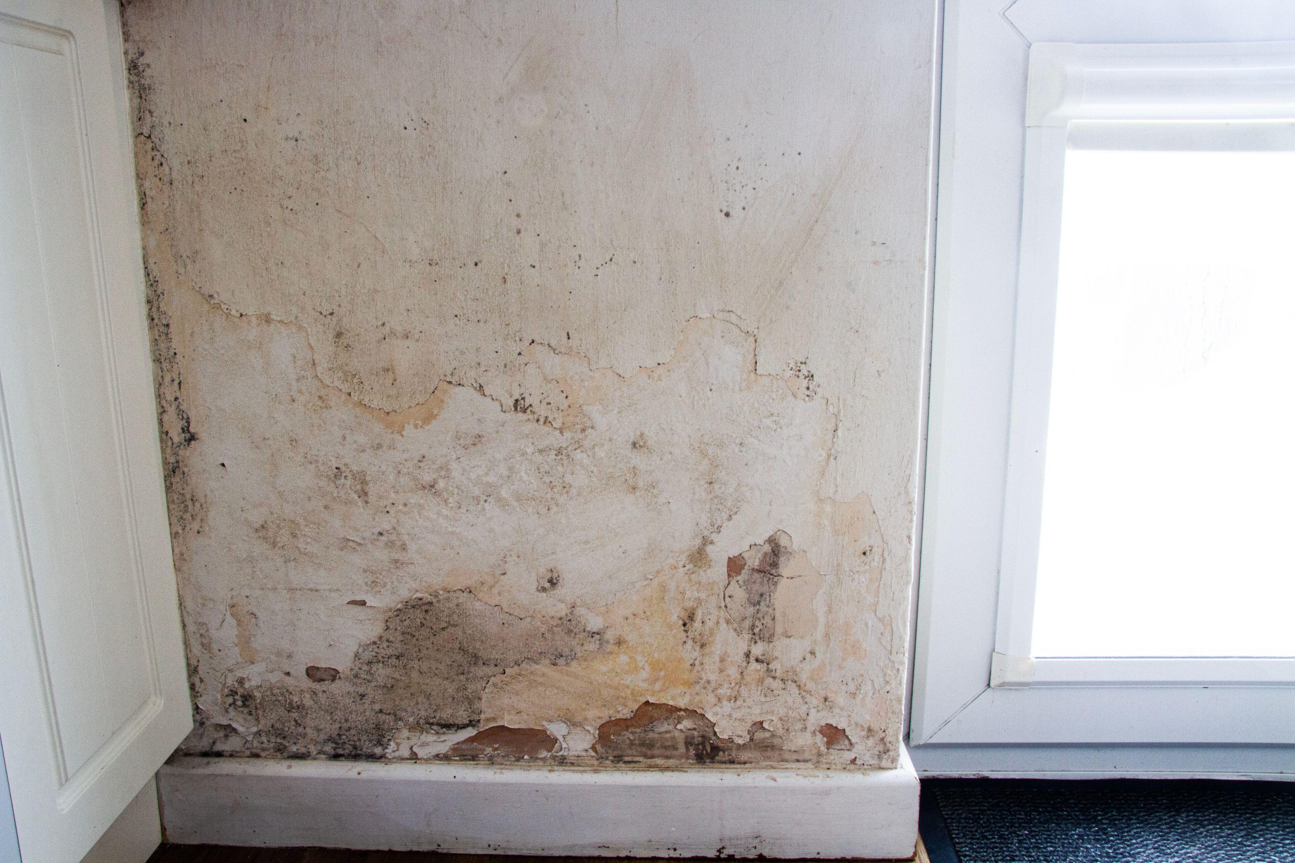 damp and mould survey